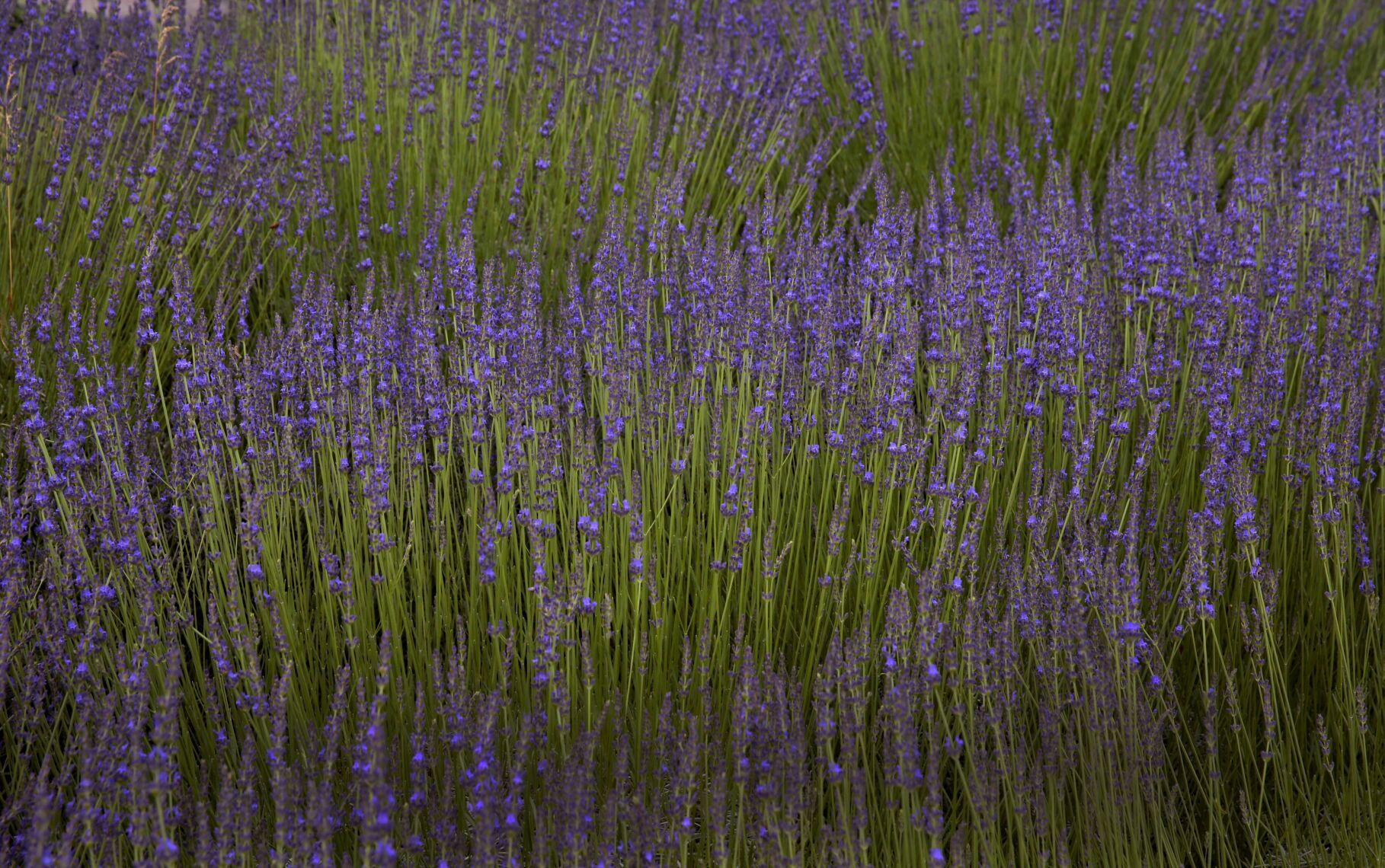 Scent of lavender harvest breathes life into College Hill